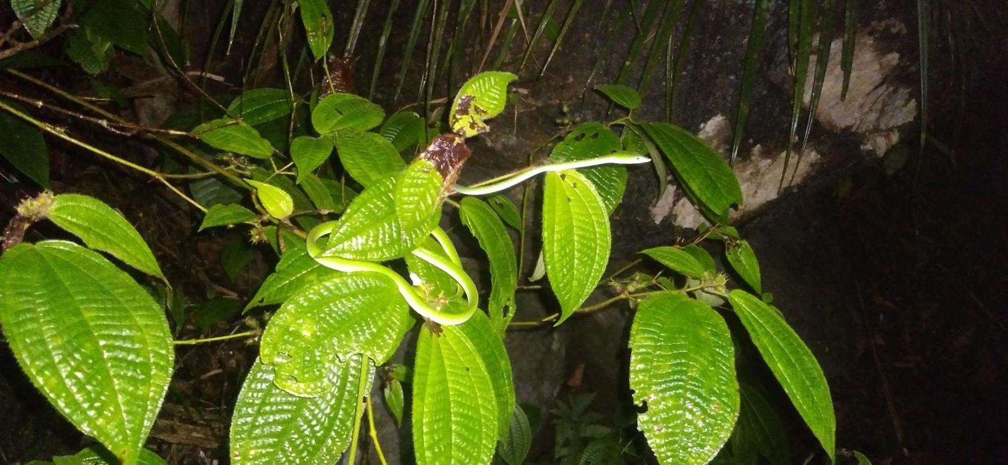 Sinharaja Kurulu Ella Eco Resort Deniyaya Exteriör bild