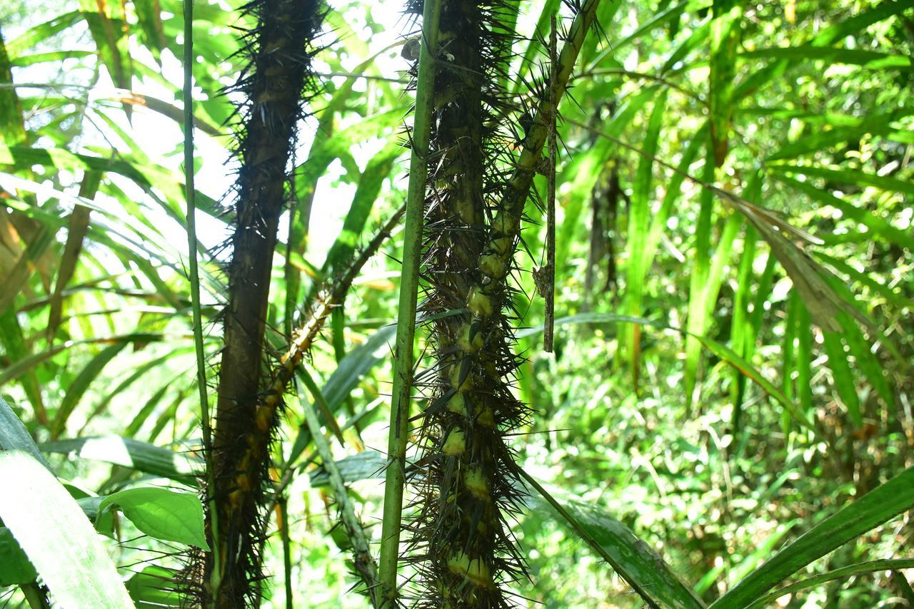 Sinharaja Kurulu Ella Eco Resort Deniyaya Exteriör bild