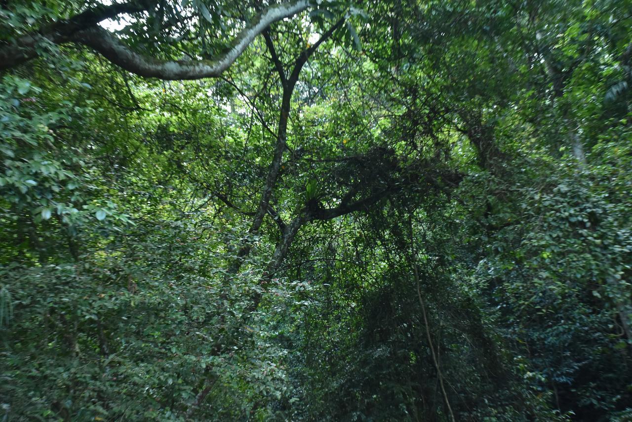 Sinharaja Kurulu Ella Eco Resort Deniyaya Exteriör bild