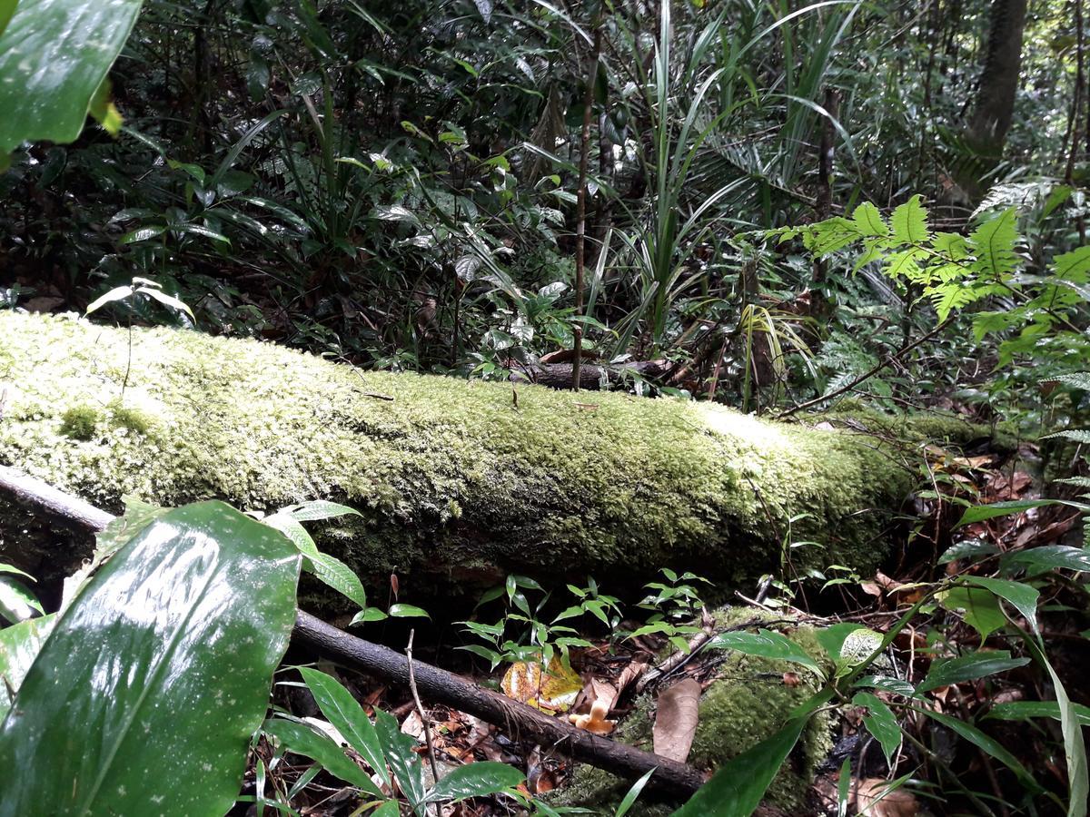 Sinharaja Kurulu Ella Eco Resort Deniyaya Exteriör bild