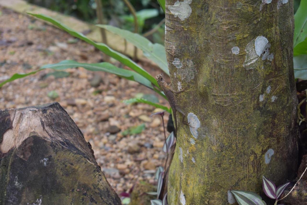 Sinharaja Kurulu Ella Eco Resort Deniyaya Exteriör bild