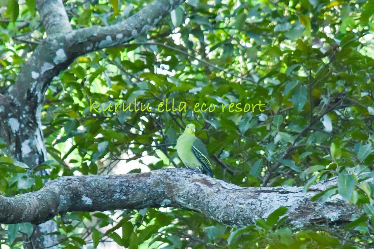 Sinharaja Kurulu Ella Eco Resort Deniyaya Exteriör bild